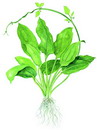 برگ آتشین